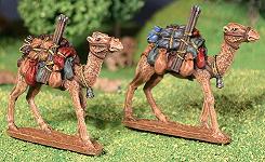Pack Camels
