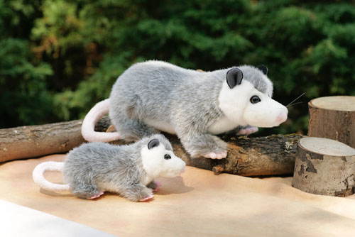 Opossum, baby