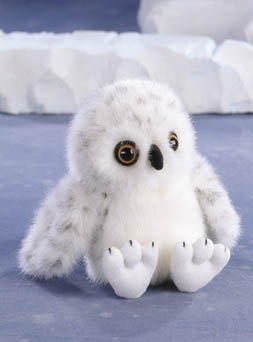 Snowy Owl, baby