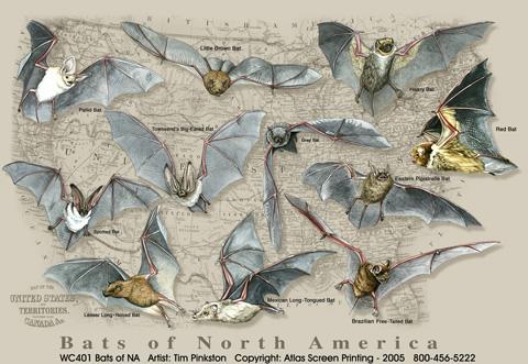 Bats of North America, Small